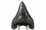 Serrated, Fossil Megalodon Tooth - Collector Quality #153854-2